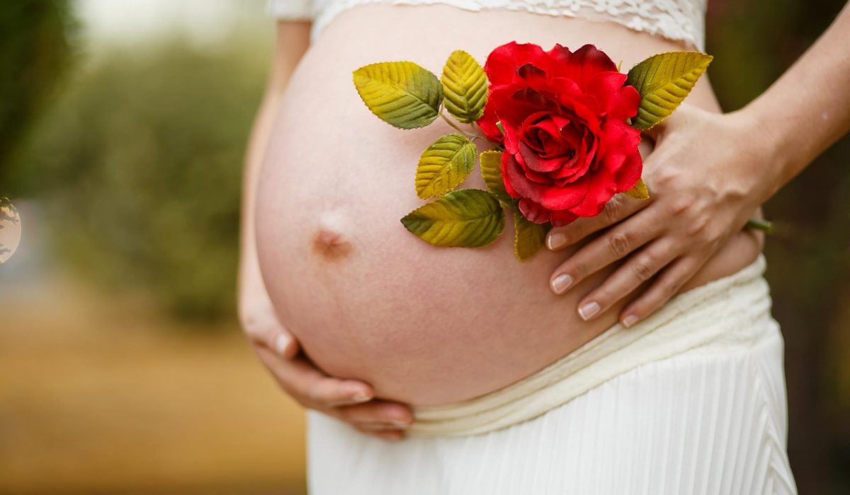 pregnant, rose flower, pregnancy, rose, red